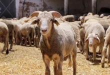 حكومة “الكبش بألف درهم”.. حين تتحول التصريحات إلى نكتة ثقيلة % حكومة “الكبش بألف درهم”.. حين تتحول التصريحات إلى نكتة ثقيلة