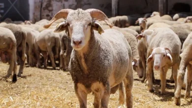 حكومة “الكبش بألف درهم”.. حين تتحول التصريحات إلى نكتة ثقيلة