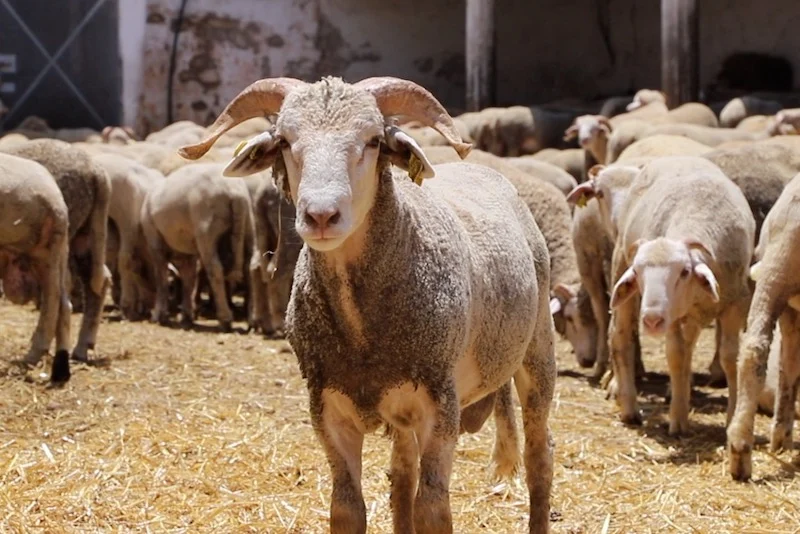 حكومة “الكبش بألف درهم”.. حين تتحول التصريحات إلى نكتة ثقيلة