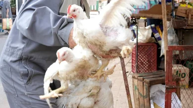 أسعار الدجاج ترتفع من جديد.. الكازوال يدفع الكيلوغرام نحو 20 درهماً